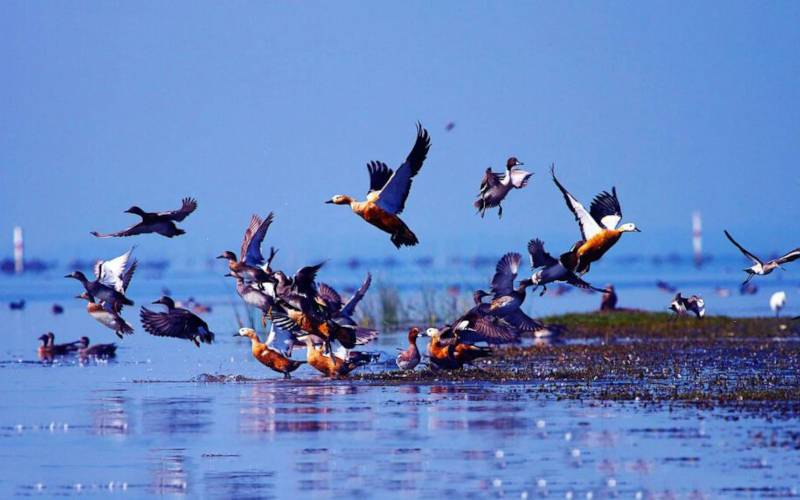 ওডিশার বন্যপ্রাণী অভয়ারণ্য: সেরা ১১ টি এবছরে সপরিবারে দেখুন 11 চিলিকা বন্যপ্রাণী অভয়ারণ্য