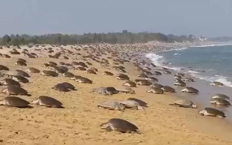 ওডিশার বন্যপ্রাণী অভয়ারণ্য: সেরা ১১ টি এবছরে সপরিবারে দেখুন 6 গহিরমাথা মেরিন স্যাংচুয়ারি