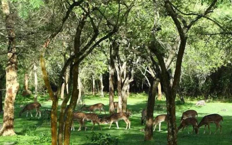 ওডিশার বন্যপ্রাণী অভয়ারণ্য: সেরা ১১ টি এবছরে সপরিবারে দেখুন 10 কোটগড় বন্যপ্রাণী অভয়ারণ্য