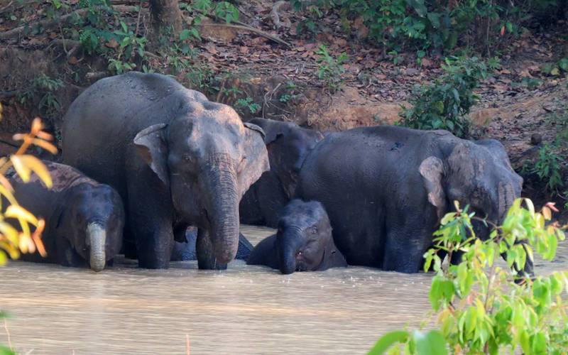 ওডিশার বন্যপ্রাণী অভয়ারণ্য: সেরা ১১ টি এবছরে সপরিবারে দেখুন 12 কুলডিহা বন্যপ্রাণী অভয়ারণ্য