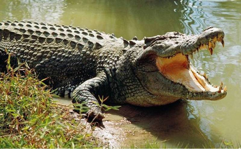 ওডিশার বন্যপ্রাণী অভয়ারণ্য: সেরা ১১ টি এবছরে সপরিবারে দেখুন 13 ভিতরকণিকা বন্যপ্রাণী অভয়ারণ্য