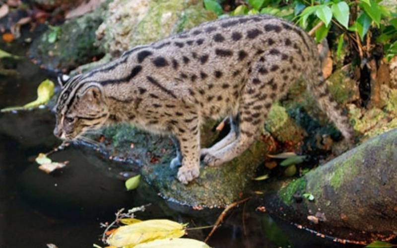 ওডিশার বন্যপ্রাণী অভয়ারণ্য: সেরা ১১ টি এবছরে সপরিবারে দেখুন 4 1 hadagarh wildlife sanctuary