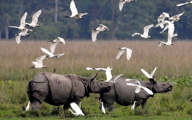 কাজিরাঙ্গা জাতীয় উদ্যান