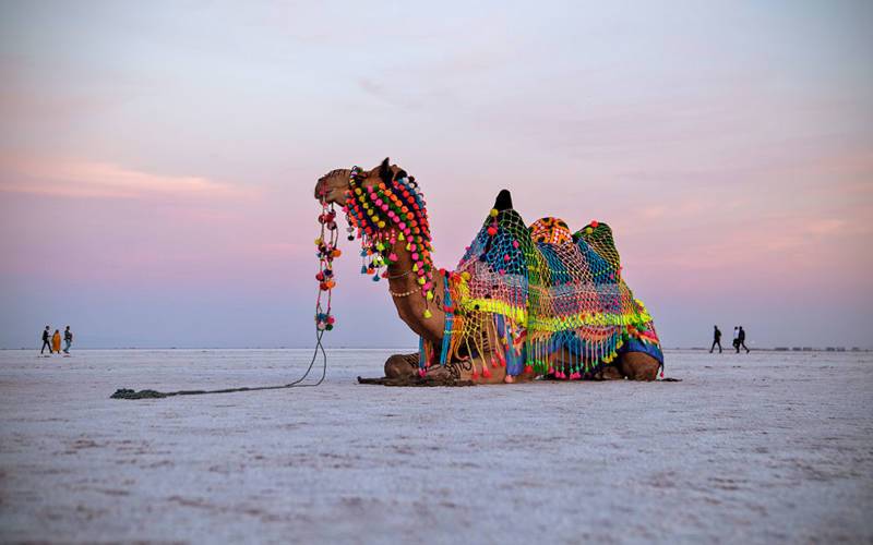 কচ্ছের রান, গুজরাট