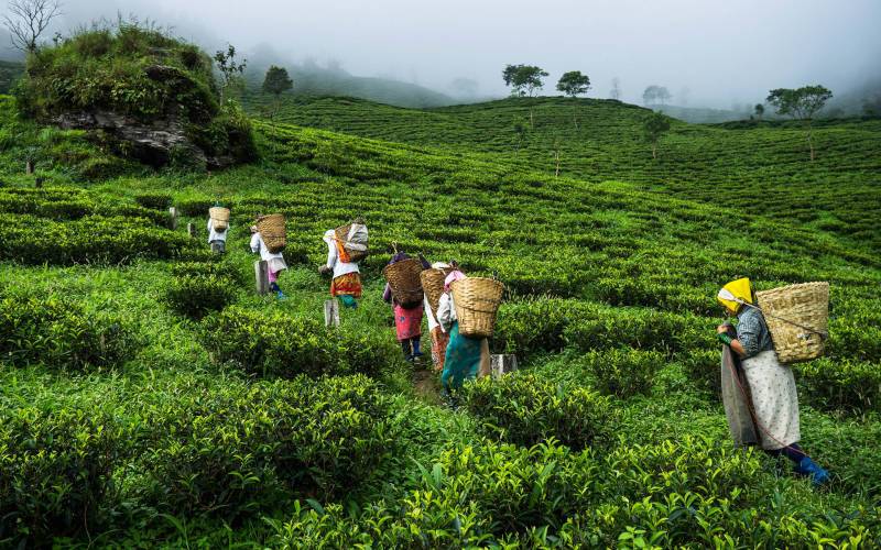 মকাইবাড়ি চা বাগান