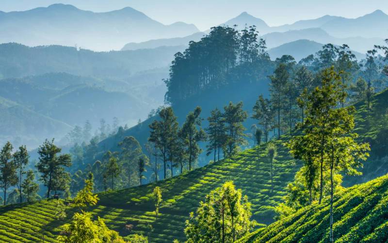 নীলগিরি চা বাগান
