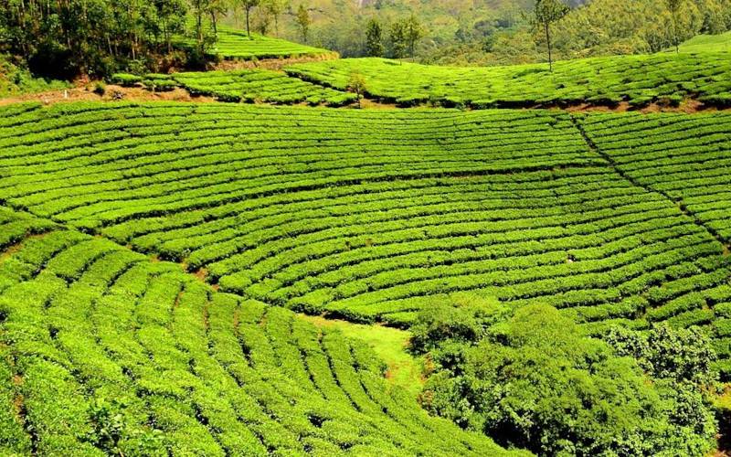 জোরহাট চা বাগান 