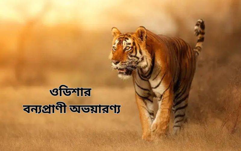 ওডিশার বন্যপ্রাণী অভয়ারণ্য