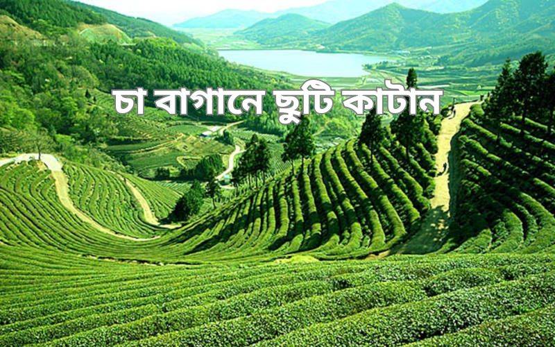 চা বাগানে ছুটি কাটান