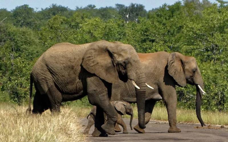 হাতি করিডোর ভ্রমণ, জামশেদপুর