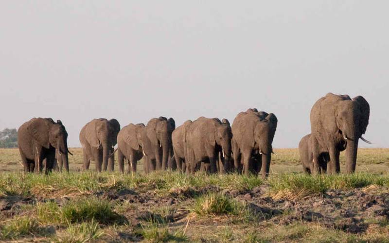 ঝাড়গ্রাম : জঙ্গলমহল হাতি করিডোর