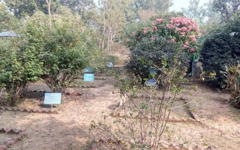 আমলাচটি ভেষজ উদ্যান
