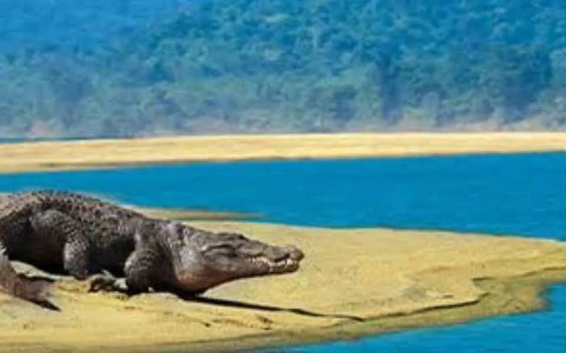 ভিতরকনিকা